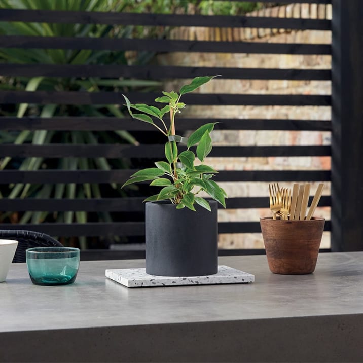 A kiwiberry plant on an outside table in a garden